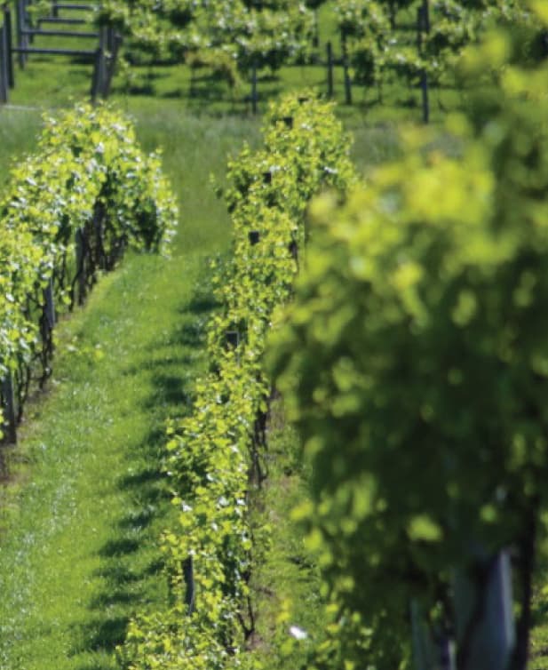 Rows of grapes in a vineyard