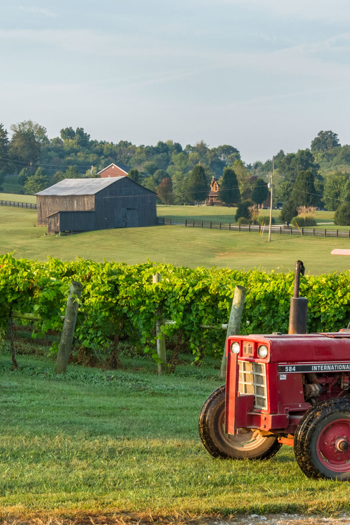 Red tractor in front of grape vines with an old barn in the distance