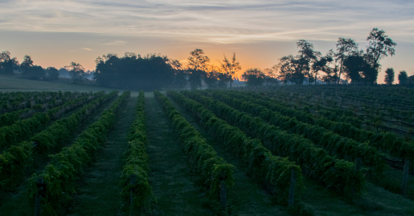 Rows of grapes at a vineyard at dusk