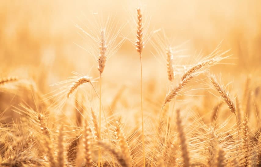 Close up of wheat crop