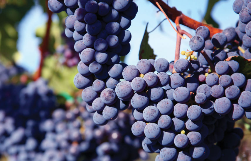 Grapes hanging from the vine