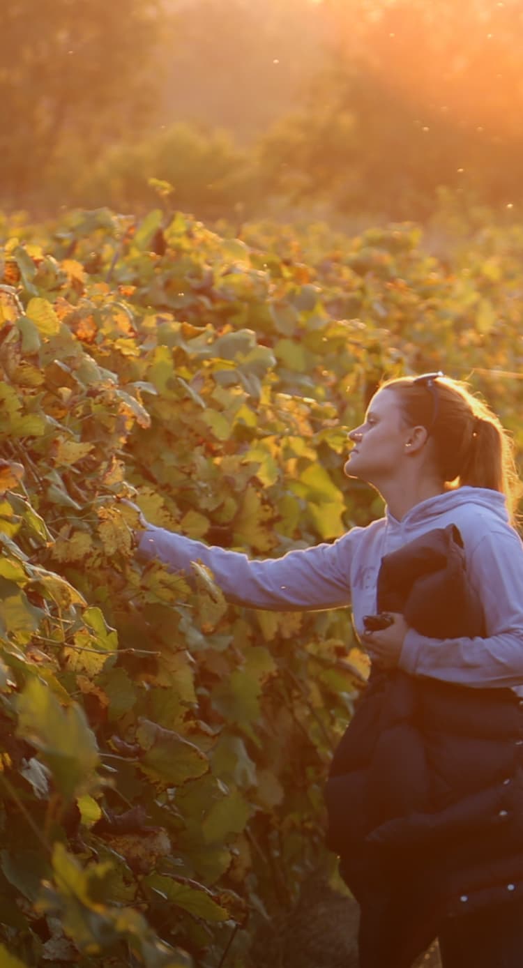 Woman in a vineyard picking grapes